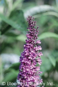 Buddleia davidii 'Potter's Purple'